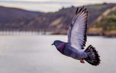 Tauben: Symbol der Liebe, des Friedens und der Freiheit – Doch spiegelt dies auch unseren Umgang mit ihnen wieder?