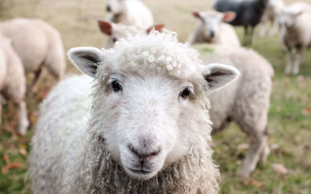 Wolle – das schwarze Schaf der Bekleidungsindustrie