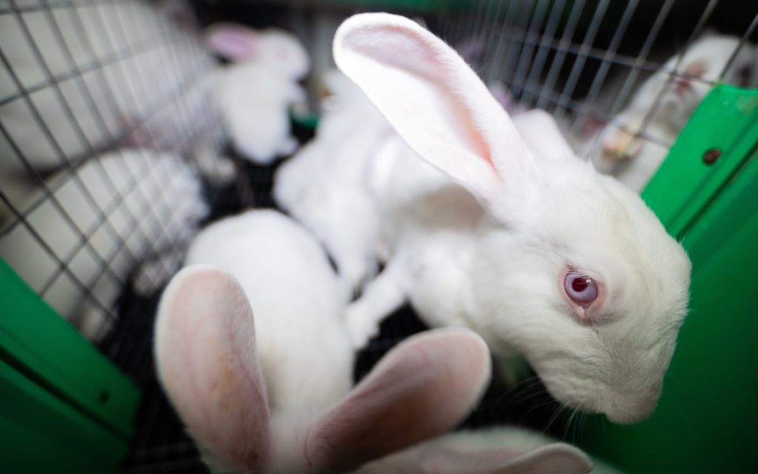 Kaninchen: Wie der Osterhase für uns leiden muss